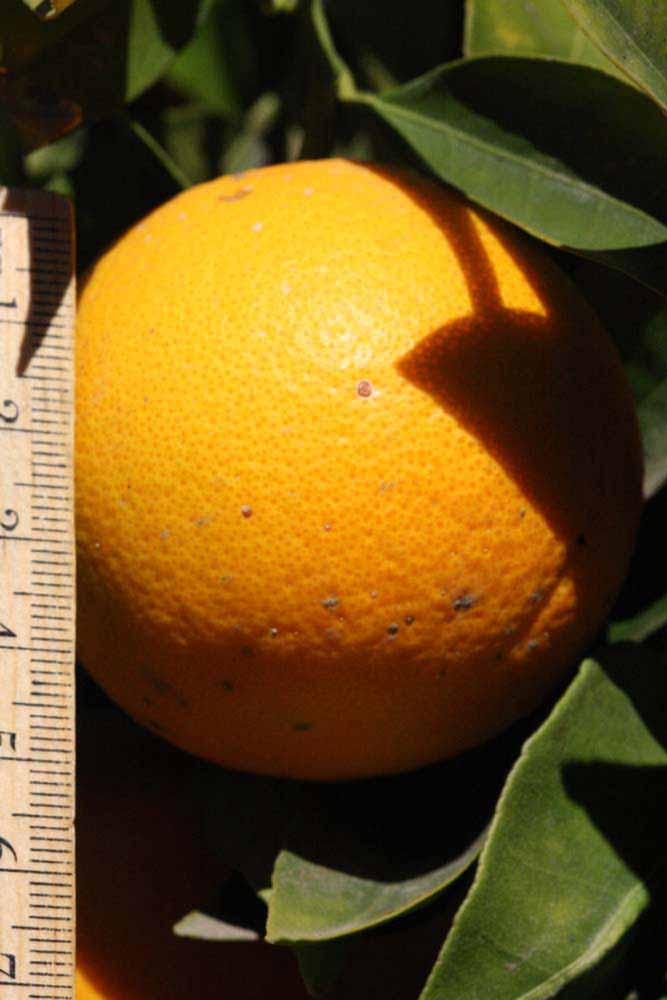            Fruit (Riverside, CA)   